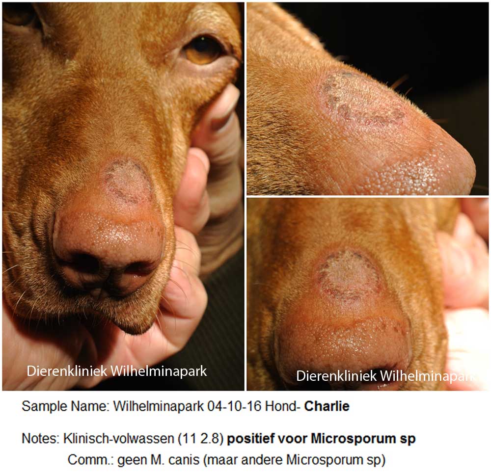 Hond Charlie met een schimmel infectie op de neus